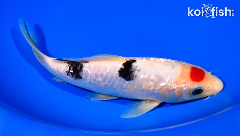 7.75" TANCHO GINRIN SANKE