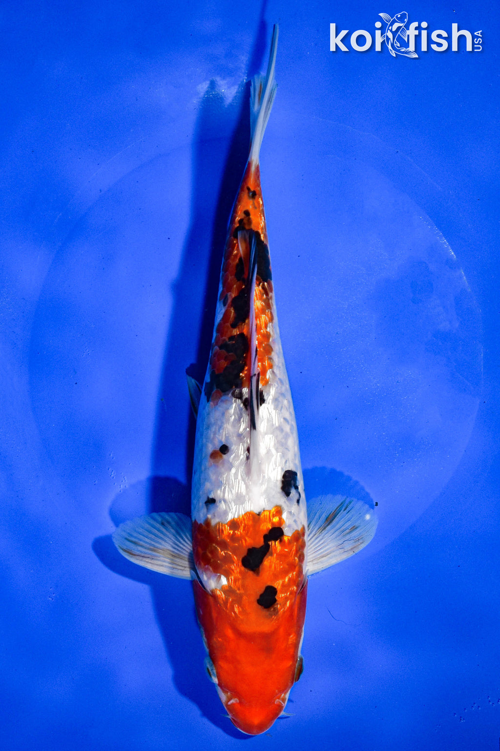 Normal Koi Standard Fin Koi Varieties | Premium Selections Available – Page 22