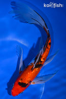 9.5" GINRIN SANKE BUTTERFLY
