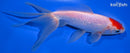 6.5" TANCHO WATONAI GOLDFISH