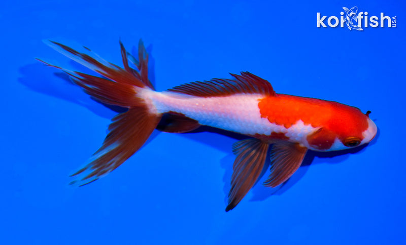 5.75" WATONAI GOLDFISH