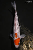 9.5" OCHIBA SHIGURE