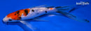 7.75" GINRIN SANKE BUTTERFLY