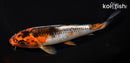 6.25" KAWARIGOI
