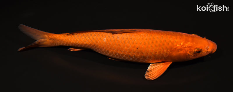 12.5" CHAGOI