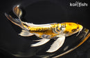10" ARAGOKE KIN KIKOKURYU BUTTERFLY