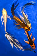 PACK OF (5) 5.25-5.75" BUTTERFLY KOI