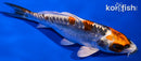 5.75" BENI KIKOKURYU