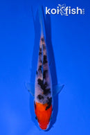 4.25" SANKE