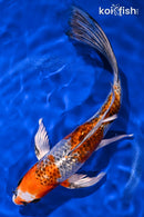 8.75" GINRIN KUJAKU BUTTERFLY