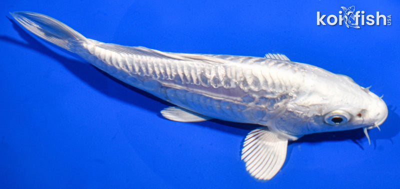 6.5" DOITSU PLATINUM OGON
