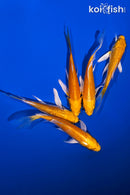 PACK OF (5) 4-5" YAMABUKI OGON BUTTERFLY KOI