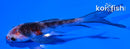4.5" BENI MATSUKAWABAKE BUTTERFLY