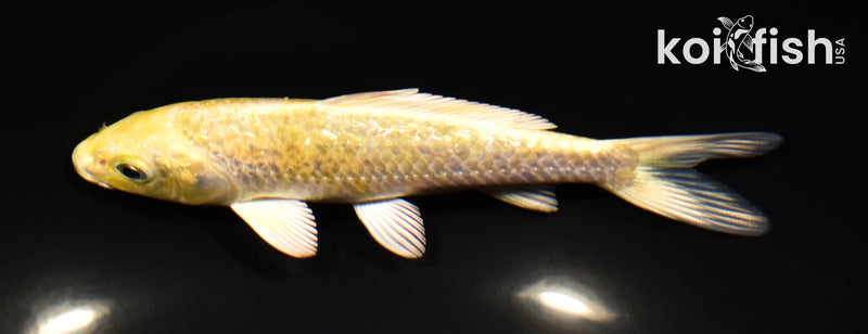 5.5" GINRIN YAMABUKI OGON