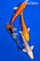 PACK OF (4) 3.75-4.25" STANDARD KOI