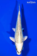 6.25" GIN MATSUBA