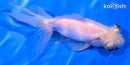 4.75" TELESCOPE FANTAIL GOLDFISH