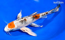10.5" YAMATO NISHIKI BUTTERFLY