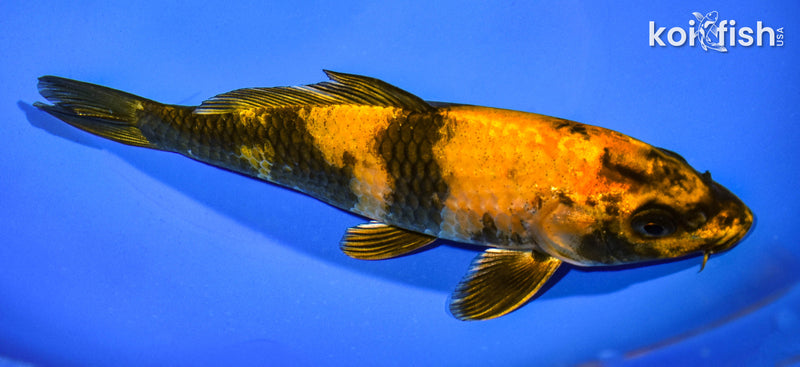 8.25" KIN HI UTSURI