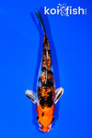 5.25" GINRIN YAMTO NISHIKI