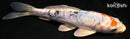 6.25" HEISEI NISHIKI