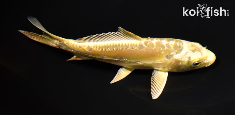 6.25" ARAGOKE YAMABUKI OGON