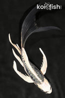 5.5" KIKOKURYU BUTTERFLY