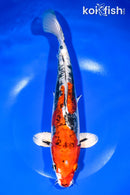 11.25" BENI KIKOKURYU