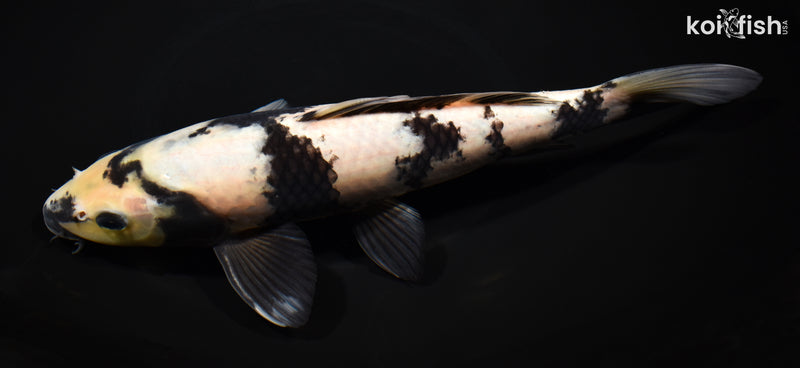 11" SHIRO UTSURI