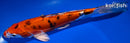 9.5" HEISEI NISHIKI