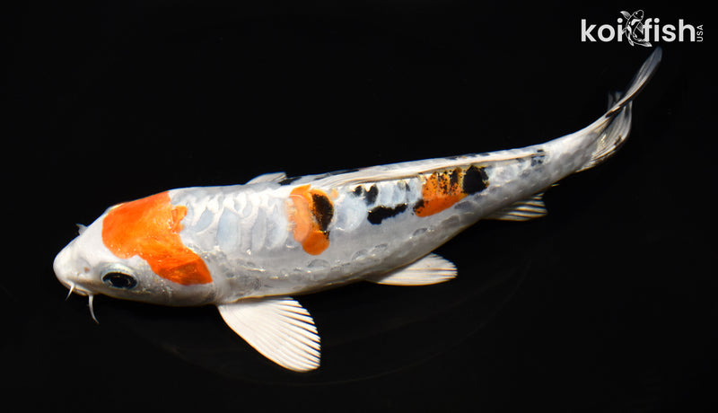 7.5" HEISEI NISHIKI