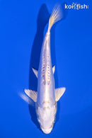 7" DOITSU PLATINUM OGON