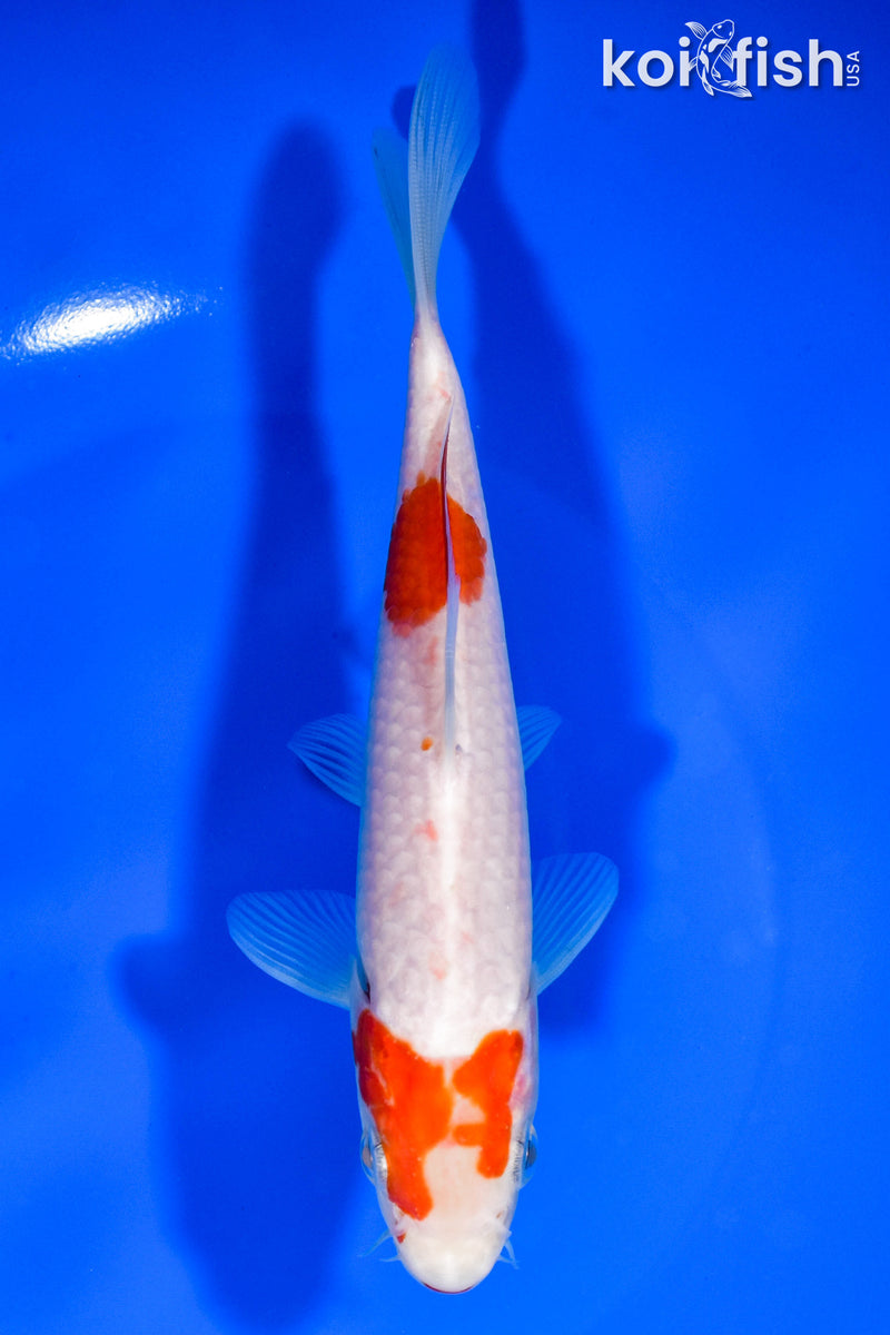 6.25" KOHAKU