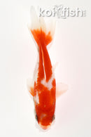 4.5" WAKIN GOLDFISH