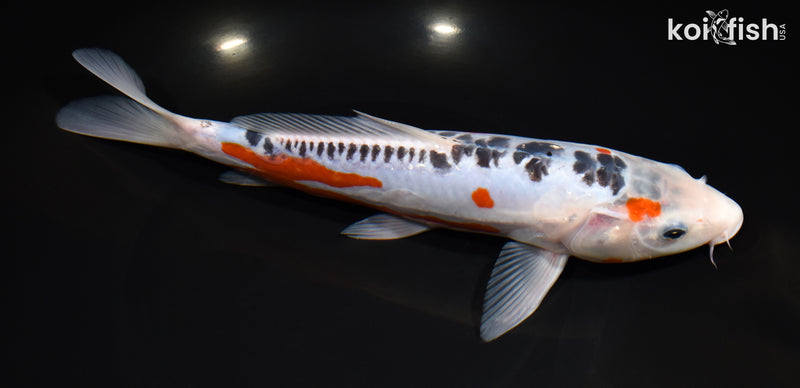 10" HI SHUSUI