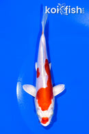 6.75" KIKUSUI