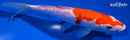 7.75" GINRIN KOHAKU