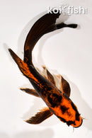 8.5" ARAGOKE BENI KIKOKURYU BUTTERFLY