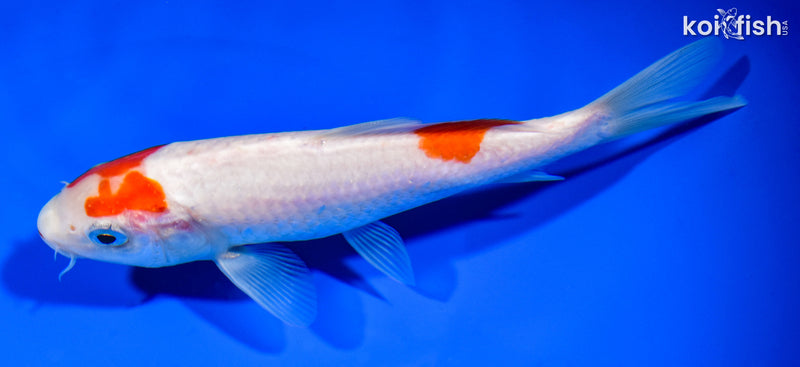 6.25" KOHAKU
