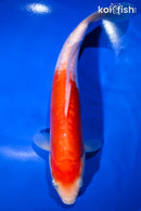 10.5" KIKUSUI