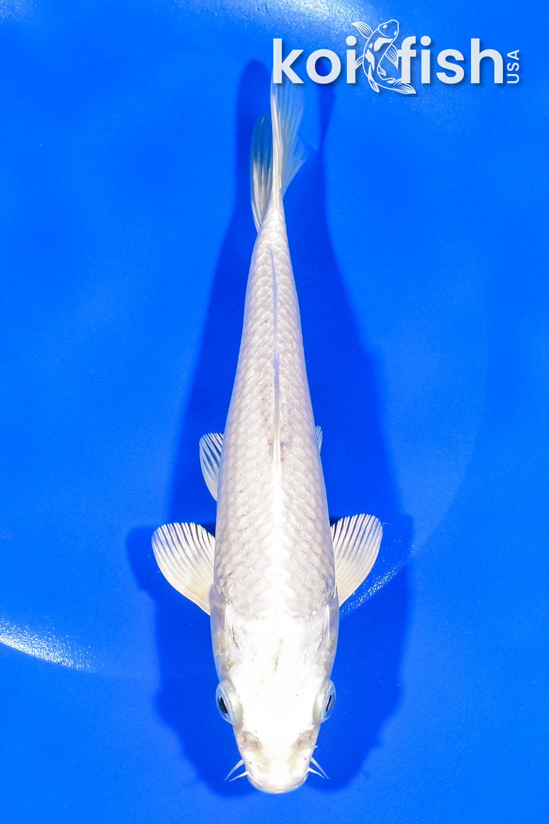 7.5" PLATINUM OGON