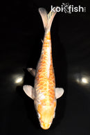 9.25" DOITSU HARIWAKE