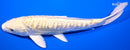 6.75" GINRIN DOITSU YAMABUKI OGON