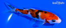 5.5" SANKE