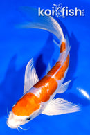 7.75" KIKUSUI BUTTERFLY