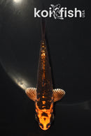 5" ARAGOKE BENI KIKOKURYU