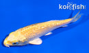 3.5" GINRIIN YAMABUKI OGON