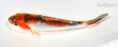 5.5" GOSHIKI