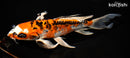 10" ARAGOKE BENI KIKOKURYU BUTTERFLY