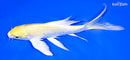 6.75" LEMON HARIWAKE BUTTERFLY
